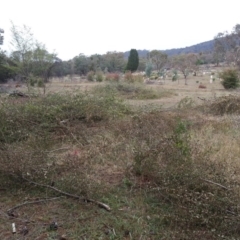 Ulmus procera at Watson, ACT - 24 Mar 2016