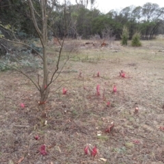 Ulmus procera at Watson, ACT - 24 Mar 2016