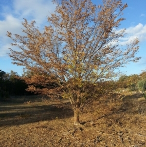 Ulmus procera at Watson, ACT - 24 Mar 2016