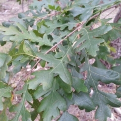 Quercus robur (English Oak) at Mount Majura - 24 Mar 2016 by waltraud