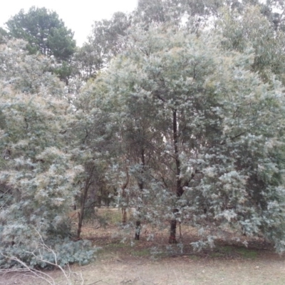 Acacia baileyana (Cootamundra Wattle, Golden Mimosa) at Mount Majura - 24 Mar 2016 by waltraud