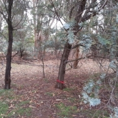 Acacia baileyana at Watson, ACT - 24 Mar 2016