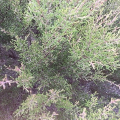 Kunzea parvifolia (Violet Kunzea) at Mount Majura - 21 Mar 2016 by waltraud