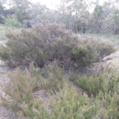 Kunzea parvifolia at Hackett, ACT - 21 Mar 2016