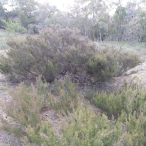 Kunzea parvifolia at Hackett, ACT - 21 Mar 2016