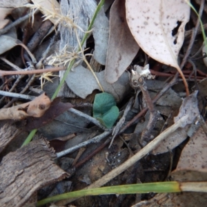 Acianthus collinus at Aranda, ACT - 25 Mar 2016