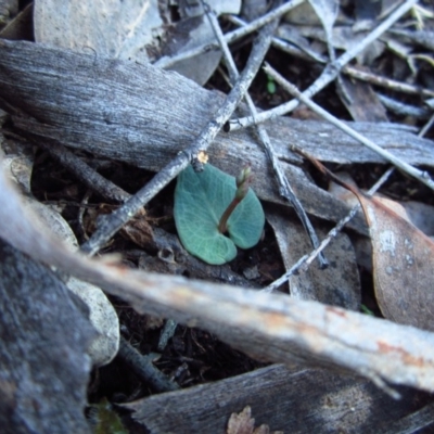 Acianthus collinus (Inland Mosquito Orchid) at Aranda Bushland - 27 Apr 2015 by CathB