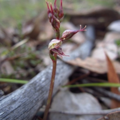Acianthus collinus (Inland Mosquito Orchid) at Aranda, ACT - 7 Jun 2015 by CathB