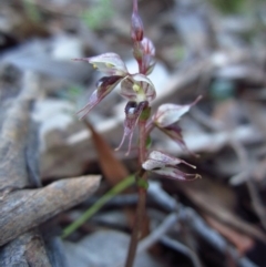 Acianthus collinus (Inland Mosquito Orchid) at Aranda, ACT - 9 Jul 2015 by CathB