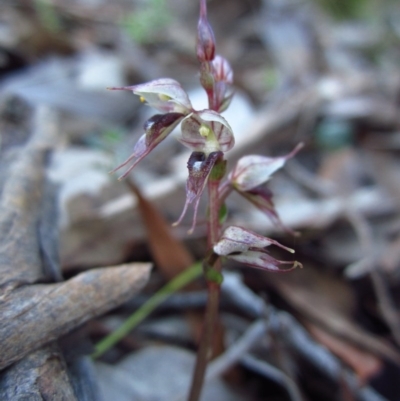 Acianthus collinus (Inland Mosquito Orchid) at Aranda, ACT - 9 Jul 2015 by CathB