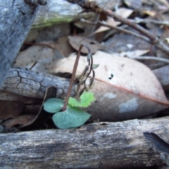 Acianthus collinus at Aranda, ACT - 9 Jul 2015