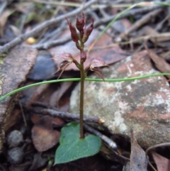 Acianthus collinus (Inland Mosquito Orchid) at Aranda Bushland - 22 Jun 2015 by CathB