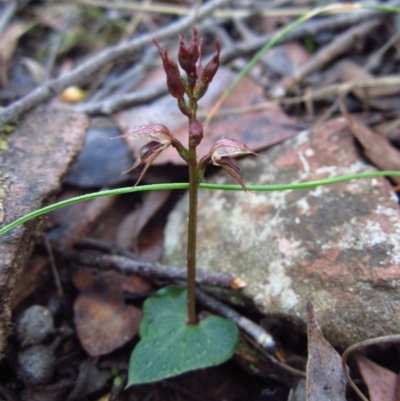 Acianthus collinus (Inland Mosquito Orchid) at Aranda, ACT - 22 Jun 2015 by CathB