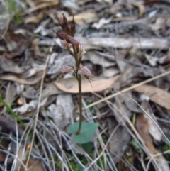 Acianthus collinus (Inland Mosquito Orchid) at Aranda, ACT - 25 May 2014 by CathB