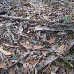 Acianthus collinus at Aranda, ACT - suppressed