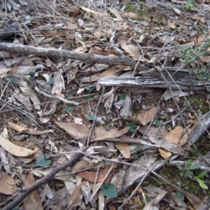 Acianthus collinus at Aranda, ACT - 25 May 2014