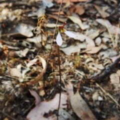 Eriochilus cucullatus (Parson's Bands) at Aranda Bushland - 25 Mar 2016 by CathB