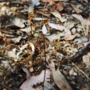 Eriochilus cucullatus at Aranda, ACT - 25 Mar 2016