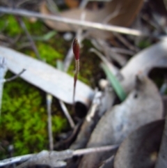 Cyanicula caerulea (Blue Fingers, Blue Fairies) at Aranda Bushland - 15 Aug 2015 by CathB