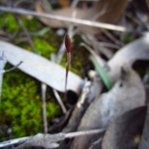 Cyanicula caerulea at Point 3852 - 15 Aug 2015