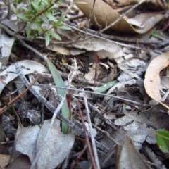 Cyanicula caerulea at Point 3852 - 15 Aug 2015