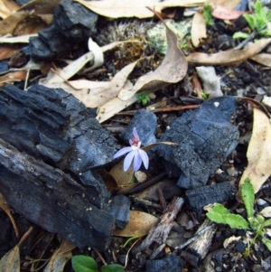 Cyanicula caerulea at Belconnen, ACT - 16 Sep 2014