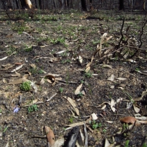 Cyanicula caerulea at Belconnen, ACT - suppressed