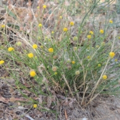 Calotis lappulacea (Yellow Burr Daisy) at Gigerline Nature Reserve - 11 Jan 2016 by michaelb