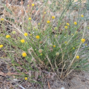 Calotis lappulacea at Paddys River, ACT - 11 Jan 2016