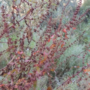 Rumex conglomeratus at Tennent, ACT - 11 Jan 2016