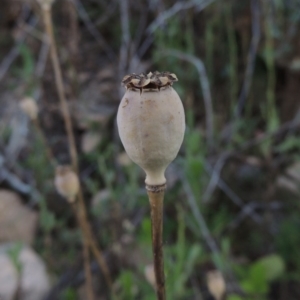 Papaver somniferum at Tennent, ACT - 11 Jan 2016 07:35 PM