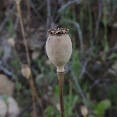 Papaver somniferum (Opium Poppy) at Gigerline Nature Reserve - 11 Jan 2016 by michaelb