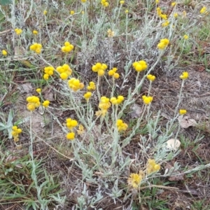 Chrysocephalum apiculatum at Farrer, ACT - 25 Mar 2016 10:30 AM