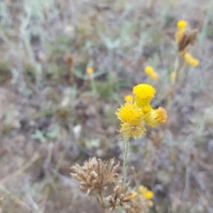 Chrysocephalum apiculatum at Farrer, ACT - 25 Mar 2016 10:30 AM