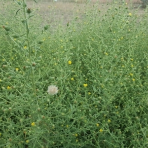 Dittrichia graveolens at Symonston, ACT - 25 Mar 2016