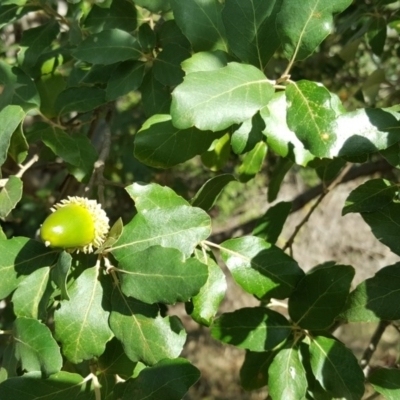 Quercus suber (Cork Oak) at Symonston, ACT - 25 Mar 2016 by Mike