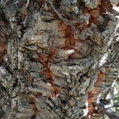 Quercus suber at Symonston, ACT - 25 Mar 2016