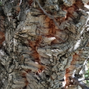 Quercus suber at Symonston, ACT - 25 Mar 2016