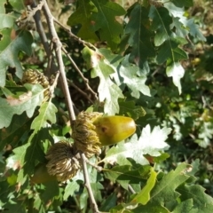 Quercus cerris at Symonston, ACT - 25 Mar 2016 04:13 PM