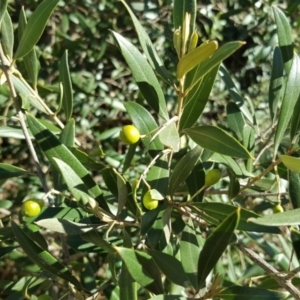 Olea europaea subsp. cuspidata at Symonston, ACT - 25 Mar 2016 04:35 PM