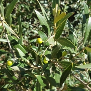 Olea europaea subsp. cuspidata at Symonston, ACT - 25 Mar 2016