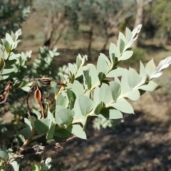 Acacia cultriformis (Knife Leaf Wattle) at Mount Mugga Mugga - 25 Mar 2016 by Mike