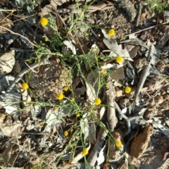 Calotis lappulacea (Yellow Burr Daisy) at Symonston, ACT - 25 Mar 2016 by Mike