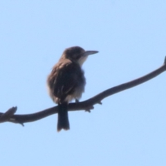 Cracticus torquatus (Grey Butcherbird) at Macquarie, ACT - 26 Mar 2016 by NathanaelC