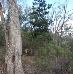 Pinus radiata (Monterey or Radiata Pine) at Mount Majura - 25 Mar 2016 by waltraud