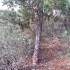 Pinus radiata at Canberra Central, ACT - 25 Mar 2016