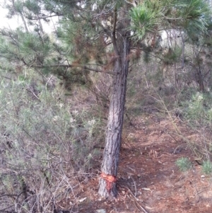 Pinus radiata at Canberra Central, ACT - 25 Mar 2016