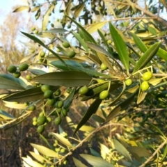 Olea europaea subsp. cuspidata (African Olive) at Mount Majura - 25 Mar 2016 by waltraud