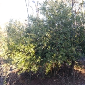 Olea europaea subsp. cuspidata at Canberra Central, ACT - 25 Mar 2016 06:26 PM