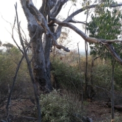 Olea europaea subsp. cuspidata at Canberra Central, ACT - 25 Mar 2016 06:26 PM